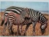 ZEBRA. MOTHER AND BABY